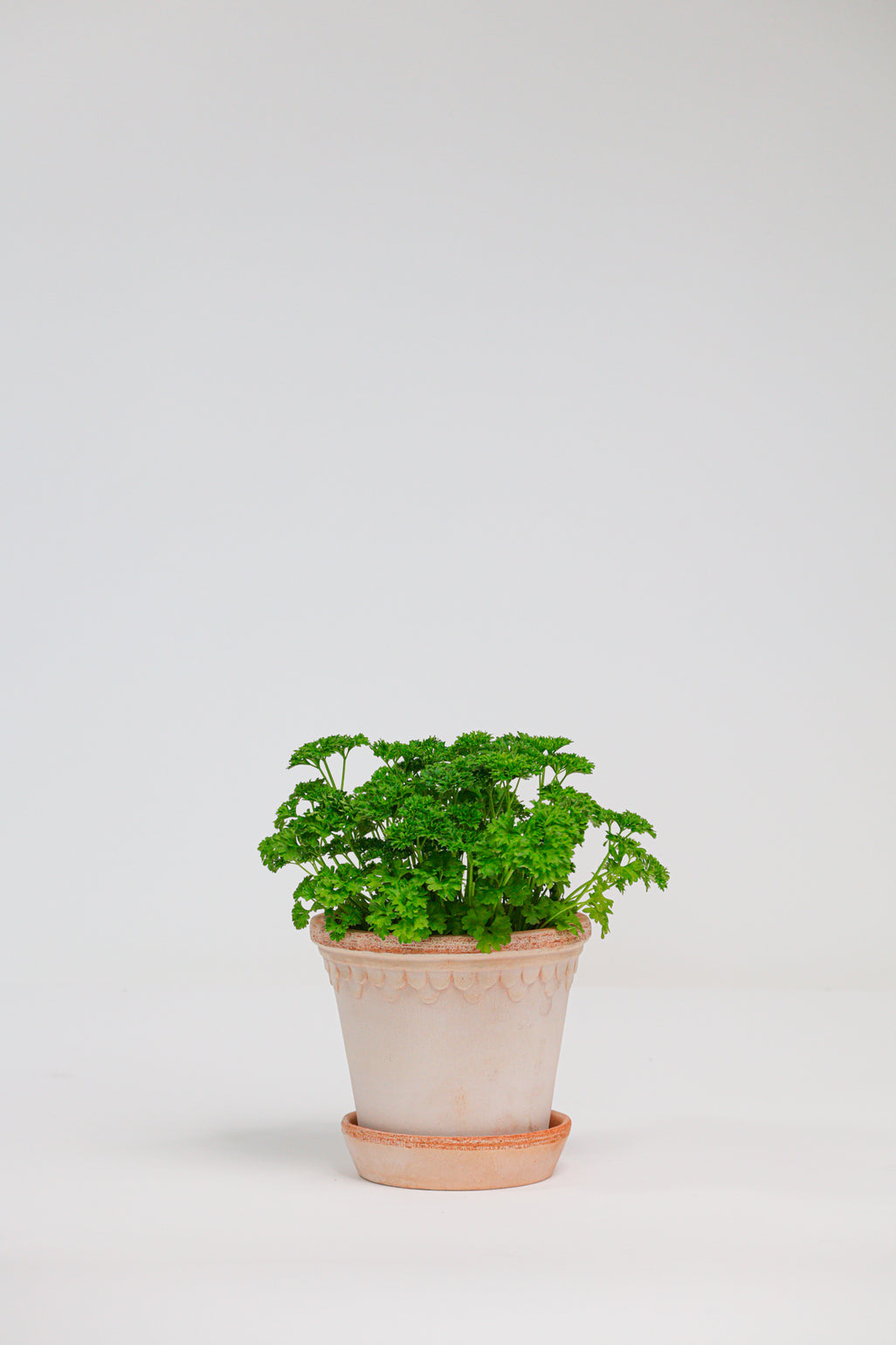 products/SotoProductShootLowQ-1721.jpg